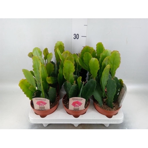 Epiphyllum ...