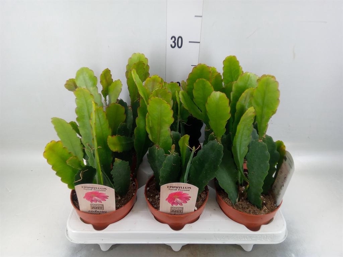 <h4>Epiphyllum   ...</h4>