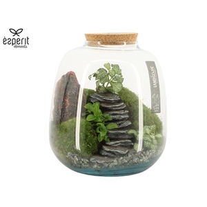 90773: Landscape terrarium arrangement