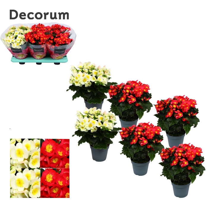 <h4>Begonia ''Valentino Mix'' Decorum</h4>