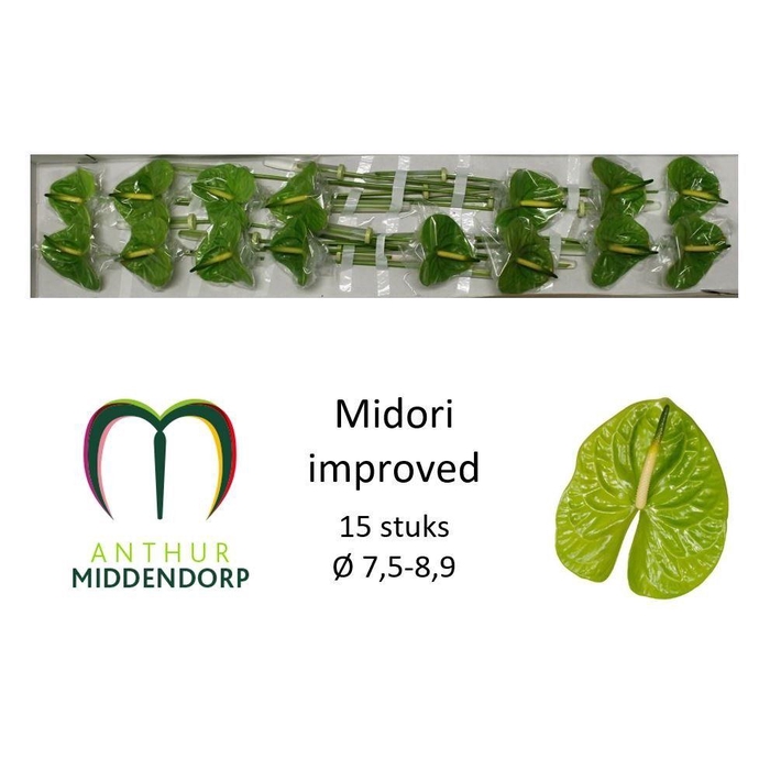 <h4>Anth A Midori Imp</h4>