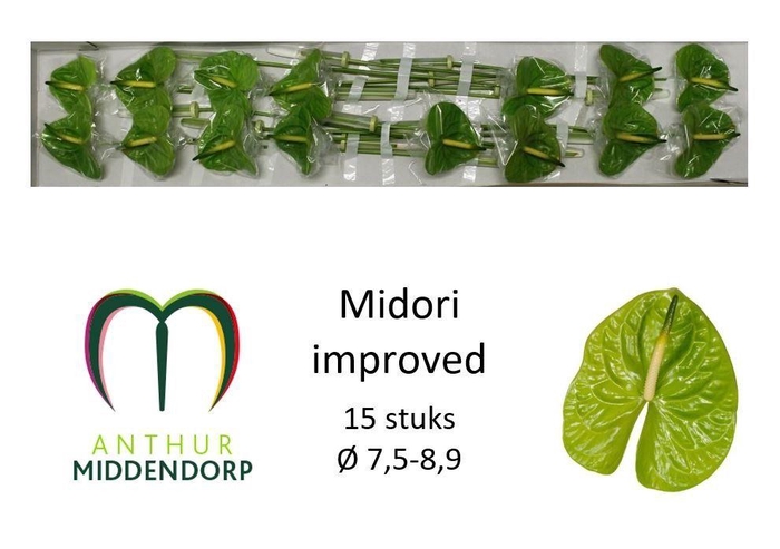 Anth A Midori Imp