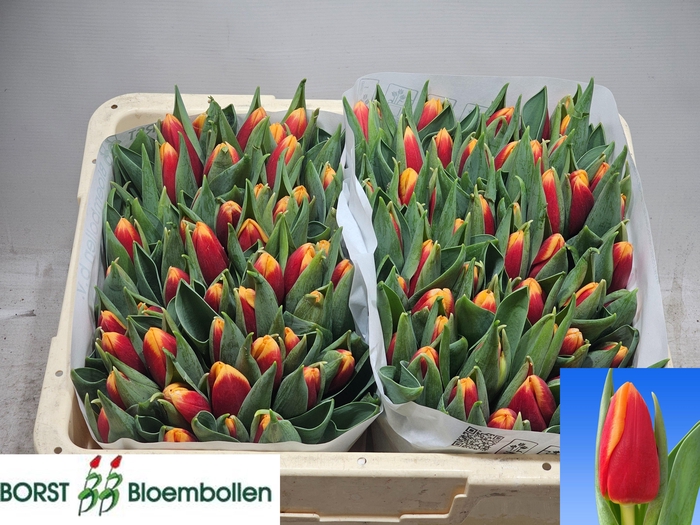 <h4>TU EN SPIRIT</h4>