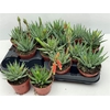 arr8 Aloe Humilis
