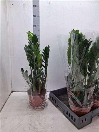 <h4>Zamio Zamiifolia 6+ P19.</h4>