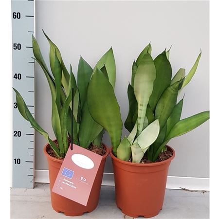 <h4>Sanseveria Moonshine 21cm</h4>