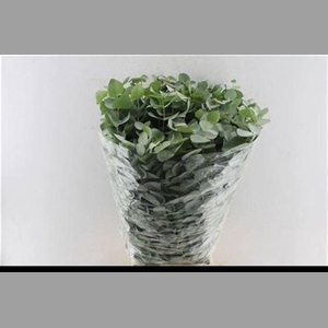 Euca Cinerea Per Bunch 10 Stems Selected