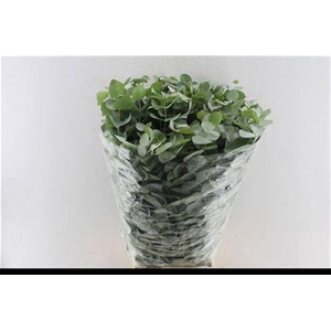 Euca Cinerea Per Bunch 10 Stems Selected