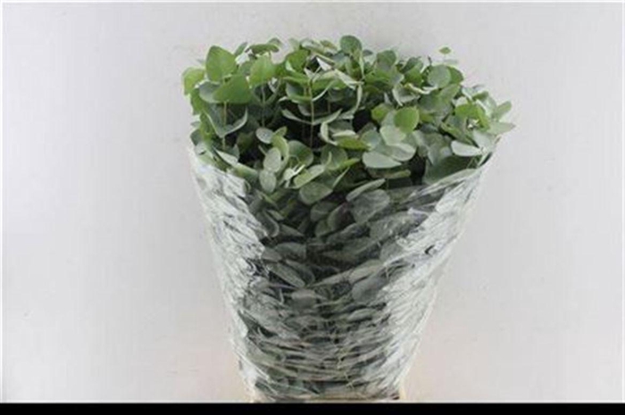 <h4>Euca Cinerea Per Bunch 10 Stems Selected</h4>