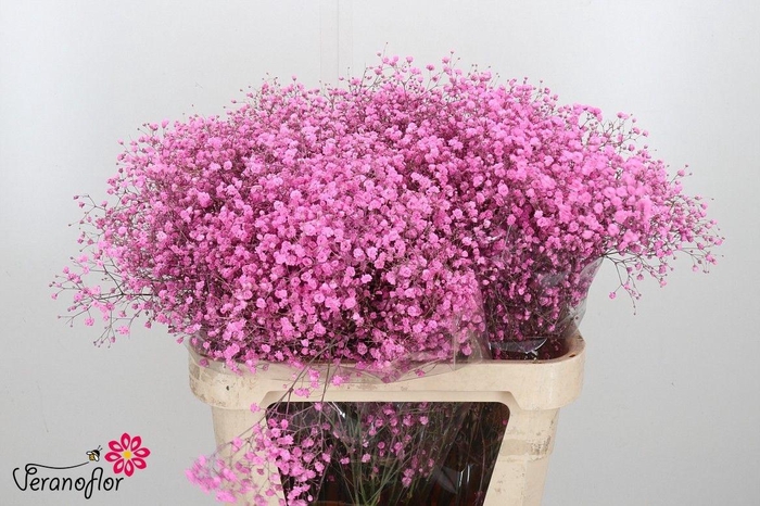 <h4>GYPS KLB H%</h4>