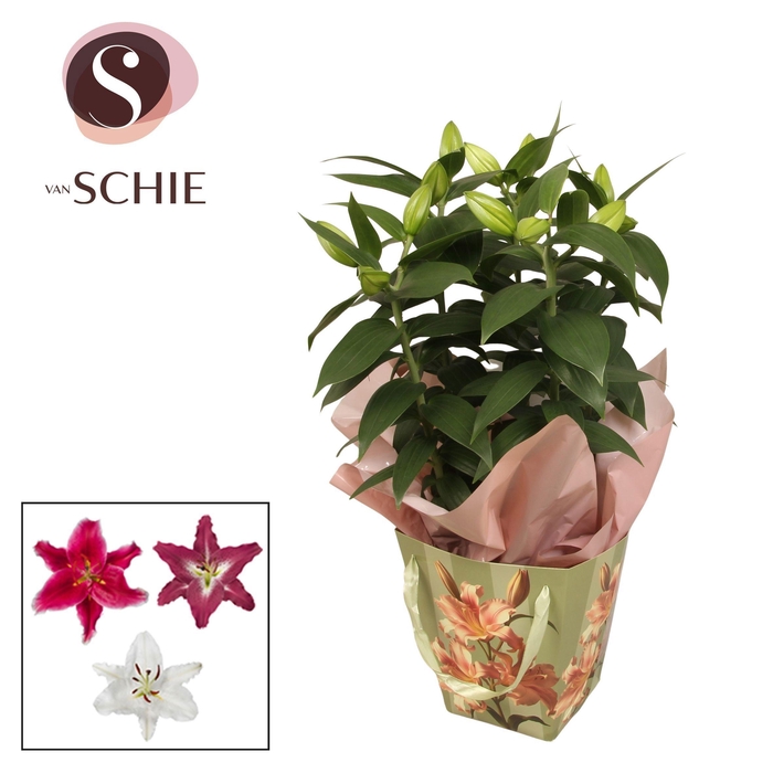 <h4>Oriental 19cm Bag VINTA Green</h4>