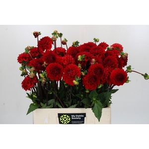 Dahlia Red Cap