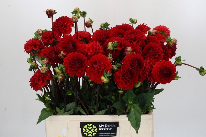 <h4>Dahlia Red Cap</h4>
