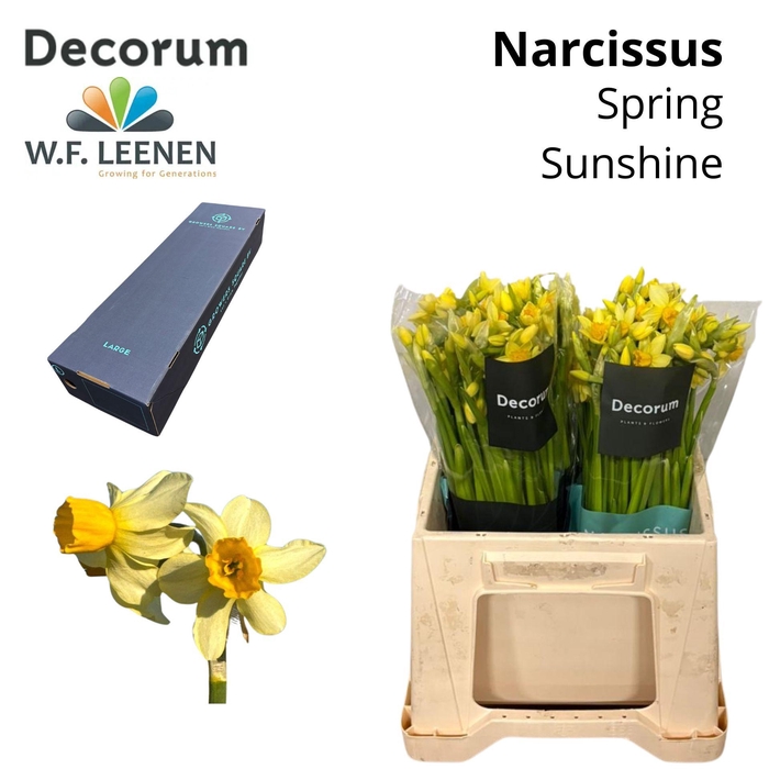 <h4>Narcis Spring Sunshine Big Box 300</h4>