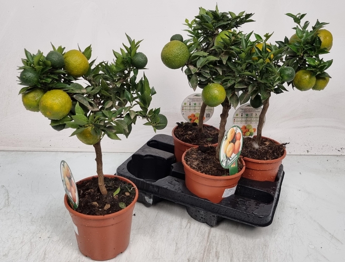 <h4>Citr Au Chinotto</h4>