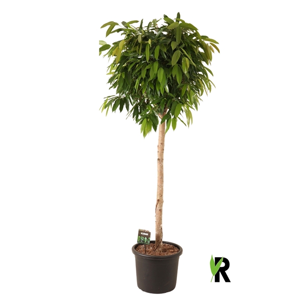 <h4>Ficus binnendijkii Amstel King bol op stam</h4>