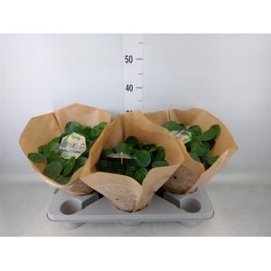 Pilea peperomioides