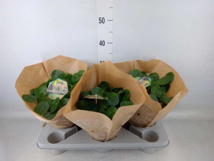 <h4>Pilea peperomioides</h4>