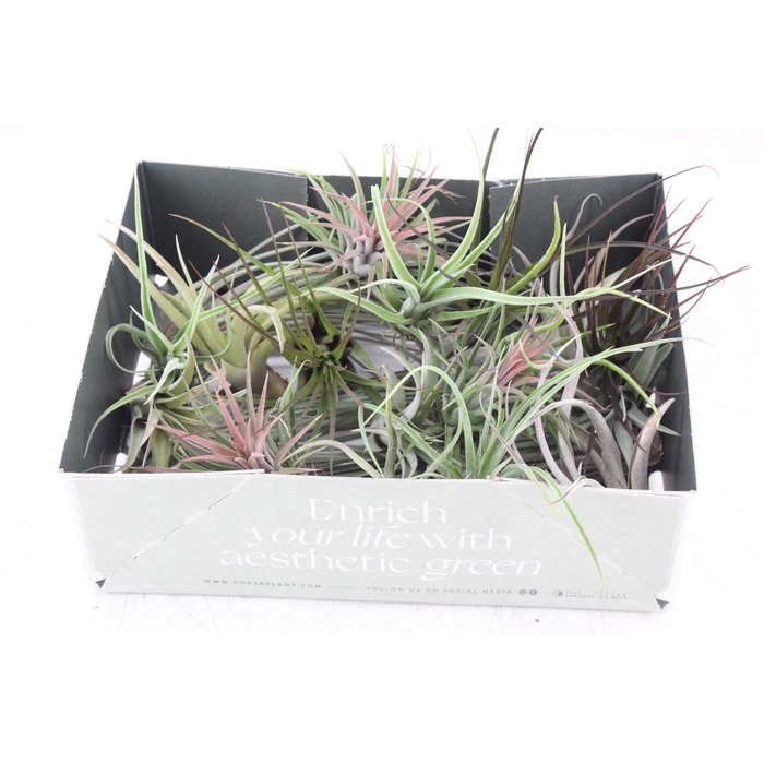 <h4>Arr3 Cp - Till. Doos Mix X20</h4>