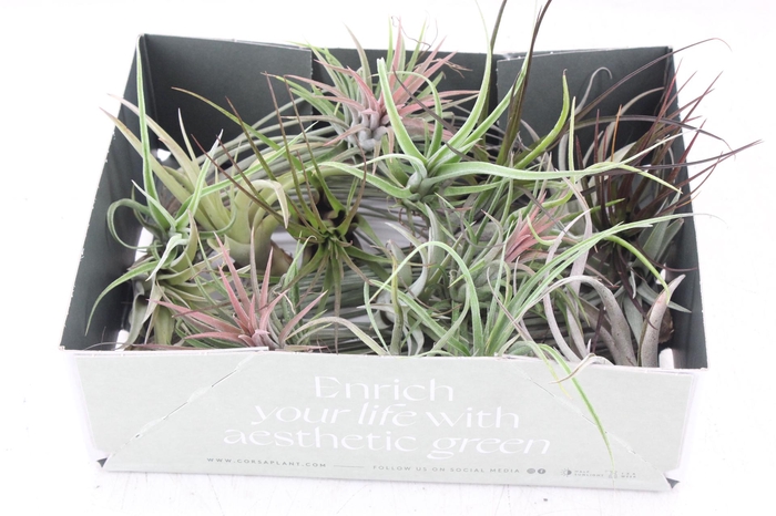 <h4>arr3 CP - Till. Doos mix x20</h4>