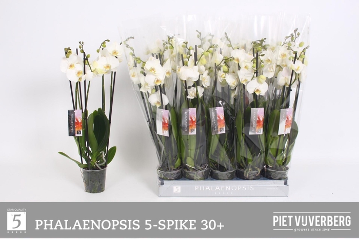 <h4>PHAL OV WIT</h4>