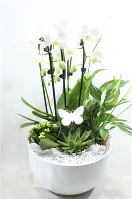 0975 Cascade WHITE