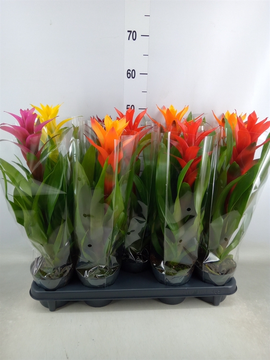 <h4>Guzmania   ...mix</h4>