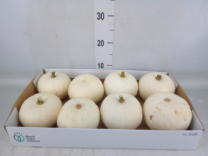 <h4>Cucurbita pepo 'Baby Boo'</h4>