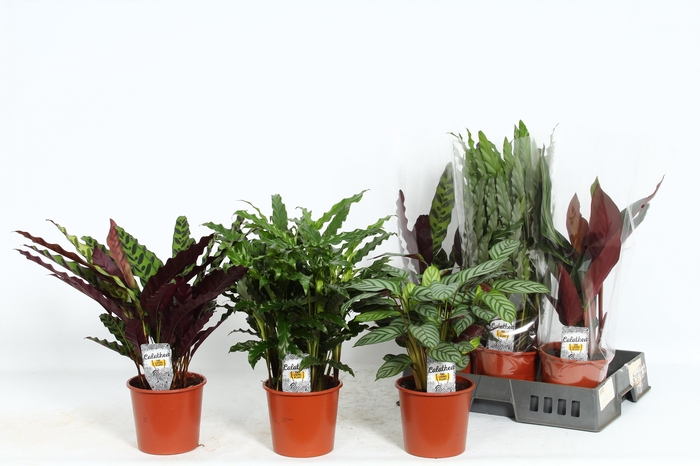 <h4>CALAT GEM 4 SRT</h4>