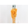 Dried Lagurus Bleached Honey Bs