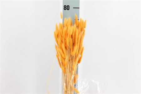 Dried Lagurus Bleached Honey Bs