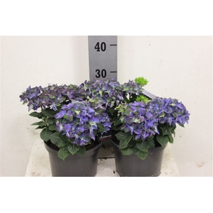 Hydr M Early Blauw