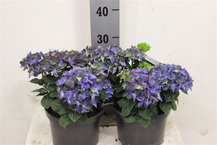 <h4>Hydr M Early Blauw</h4>