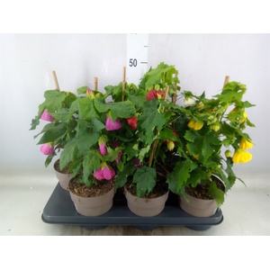 Abutilon   ...mix