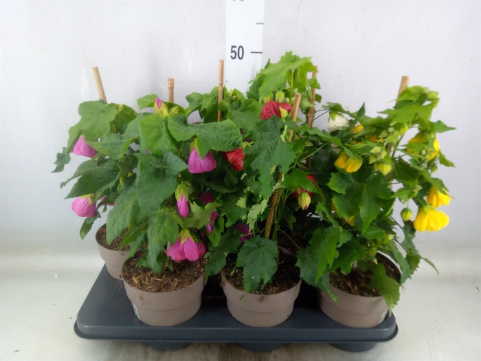 <h4>Abutilon   ...mix</h4>