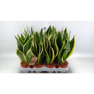 Sansevieria trifa. 'Futura Superba'