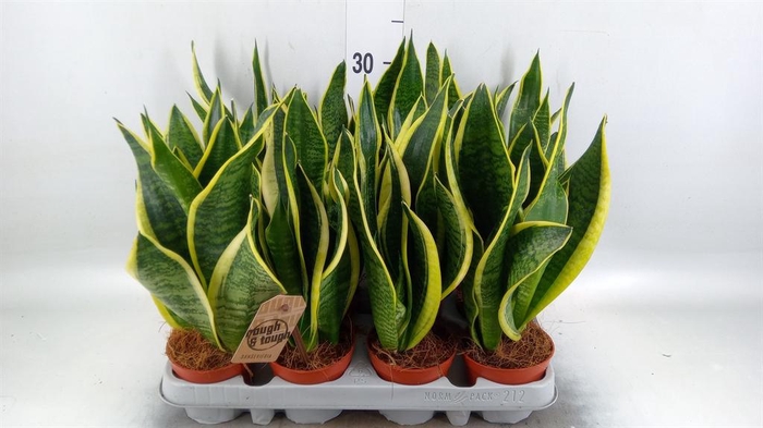 <h4>Sansevieria trifa. 'Futura Superba'</h4>