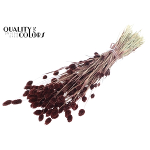 Phalaris per bunch Brown