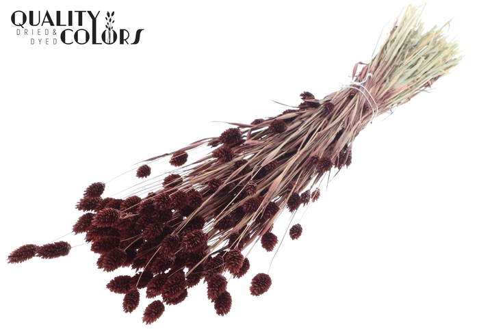 <h4>Phalaris per bunch Brown</h4>