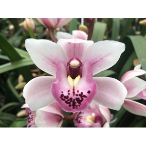 CYMB MI SABRINA Leekade X4