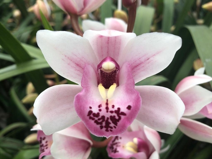 <h4>CYMB MI SABRINA Leekade X12</h4>