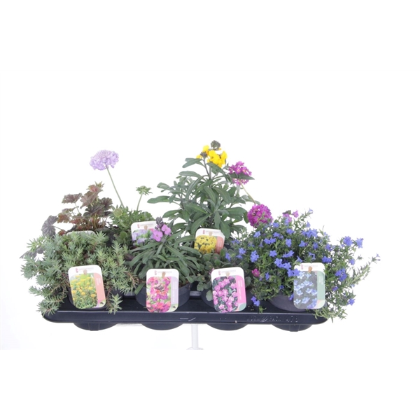 <h4>Vaste planten mix in tray</h4>