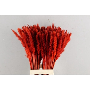 Df Pampas Silvy Red