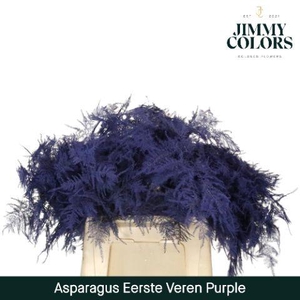 Aspa 1ste veren Purple