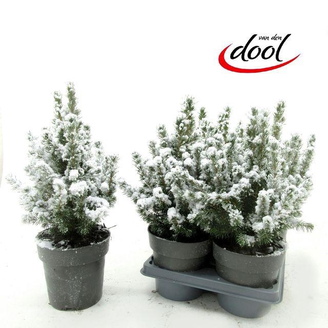 <h4>Picea Gl Conica</h4>