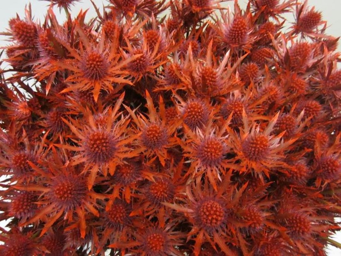 <h4>Eryn Orion Rood L50</h4>