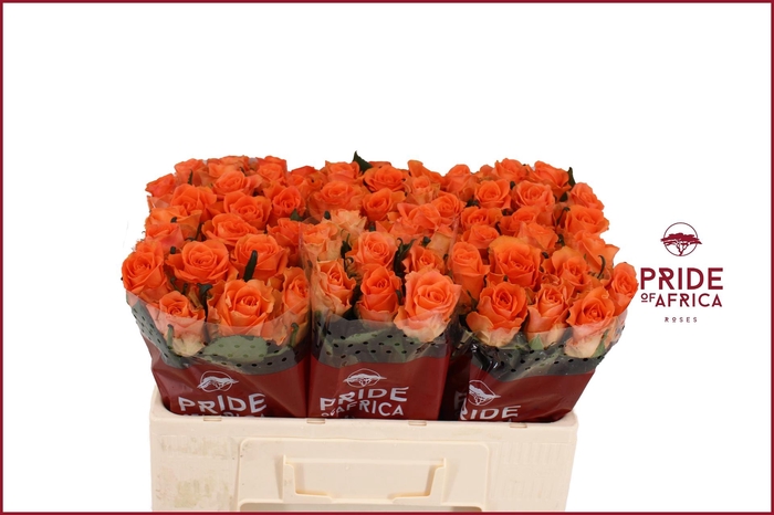 <h4>R GR ON FIRE</h4>