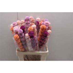 Shola Kadam Flower