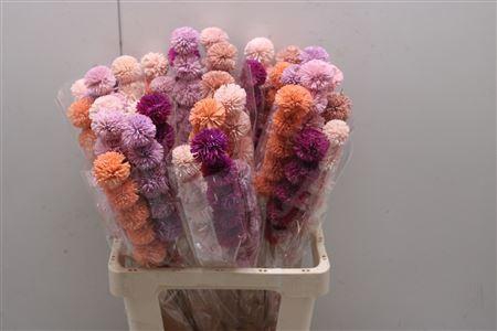 <h4>Shola Kadam Flower</h4>