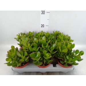 Crassula ovata